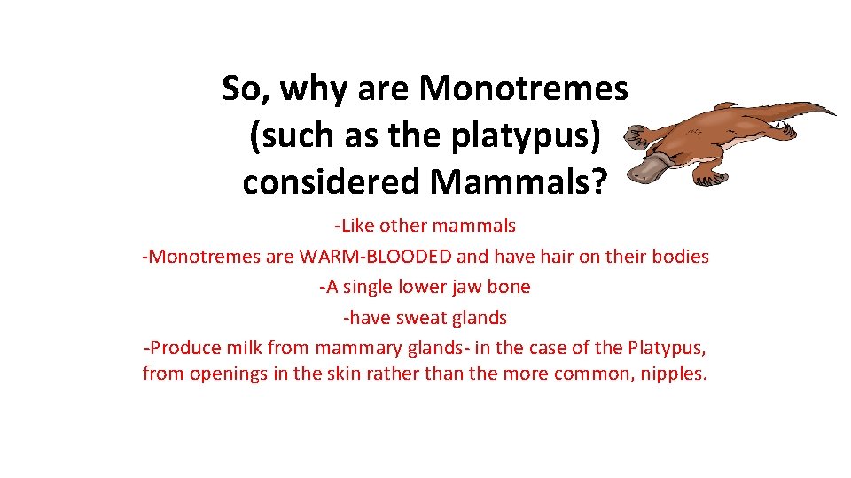 So, why are Monotremes (such as the platypus) considered Mammals? -Like other mammals -Monotremes