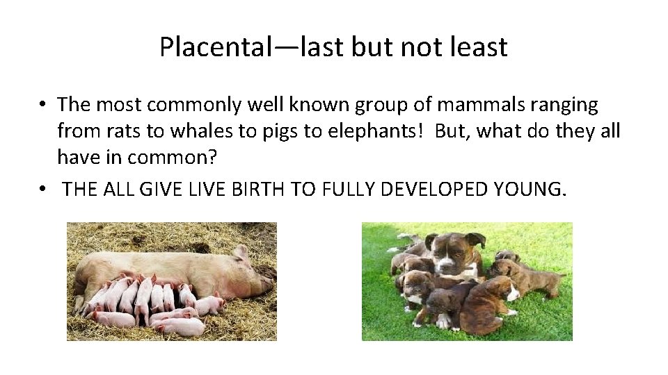 Placental—last but not least • The most commonly well known group of mammals ranging