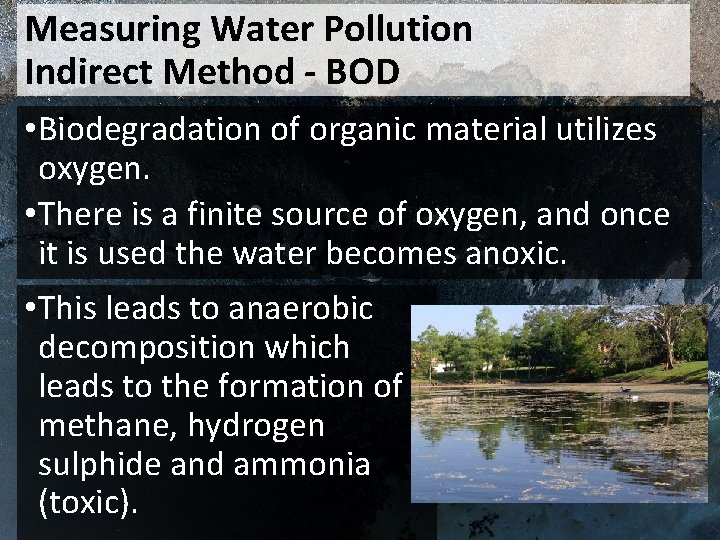 Measuring Water Pollution Indirect Method - BOD • Biodegradation of organic material utilizes oxygen.