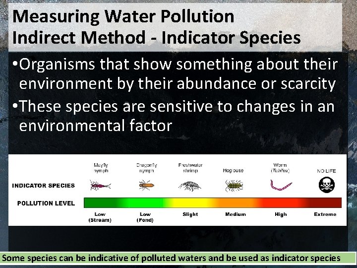 Measuring Water Pollution Indirect Method - Indicator Species • Organisms that show something about