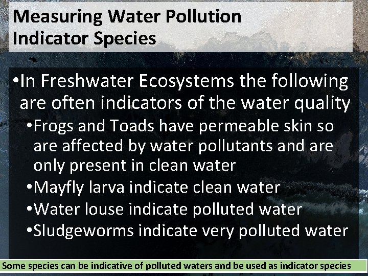 Measuring Water Pollution Indicator Species • In Freshwater Ecosystems the following are often indicators