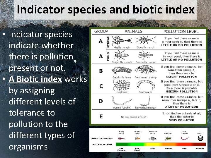 Indicator species and biotic index • Indicator species indicate whethere is pollution present or