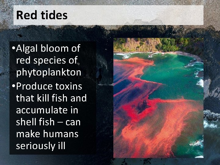 Red tides • Algal bloom of red species of phytoplankton • Produce toxins that