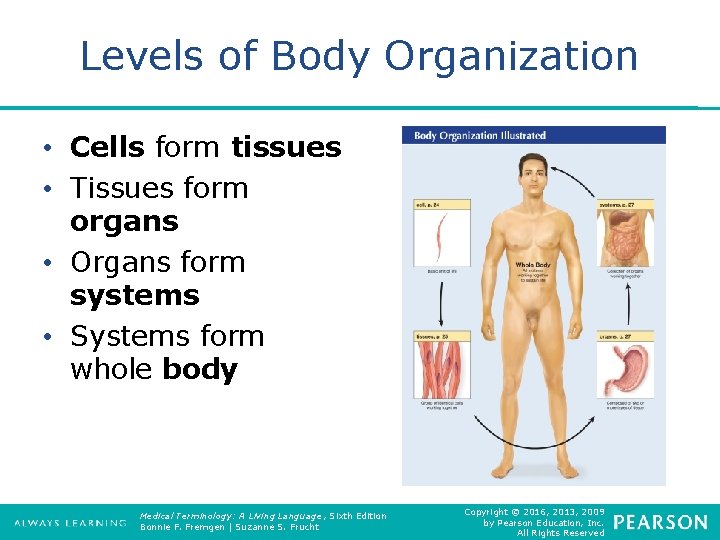 Levels of Body Organization • Cells form tissues • Tissues form organs • Organs