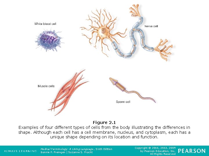 Figure 2. 1 Examples of four different types of cells from the body illustrating