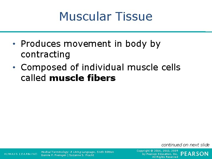 Muscular Tissue • Produces movement in body by contracting • Composed of individual muscle