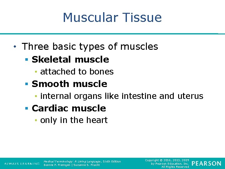 Muscular Tissue • Three basic types of muscles § Skeletal muscle • attached to