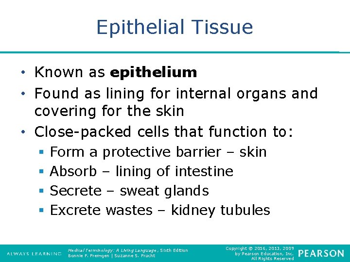 Epithelial Tissue • Known as epithelium • Found as lining for internal organs and