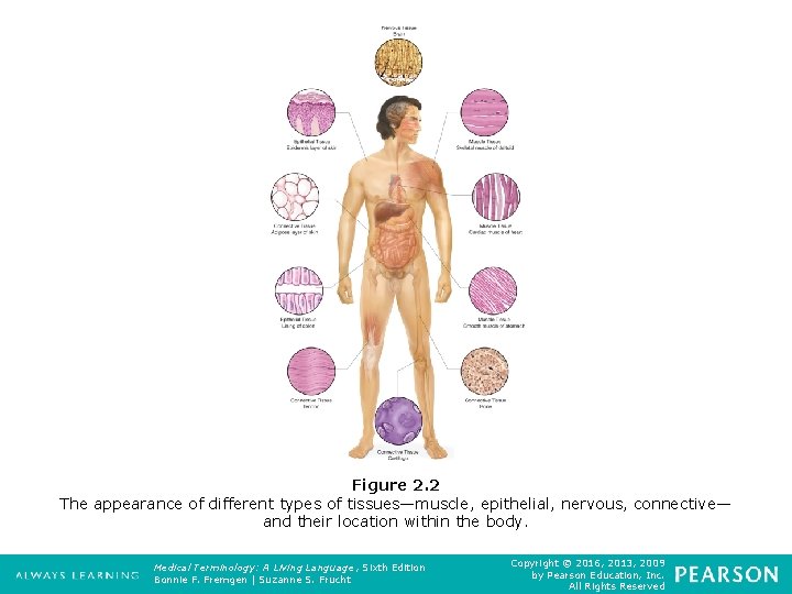 Figure 2. 2 The appearance of different types of tissues—muscle, epithelial, nervous, connective— and