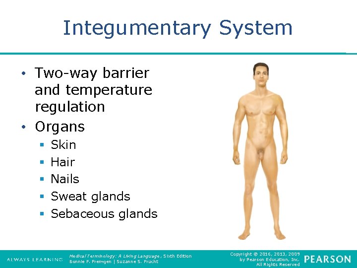 Integumentary System • Two-way barrier and temperature regulation • Organs § § § Skin