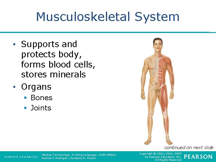 Musculoskeletal System • Supports and protects body, forms blood cells, stores minerals • Organs