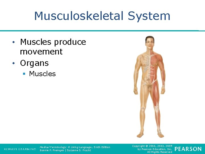 Musculoskeletal System • Muscles produce movement • Organs § Muscles Medical Terminology: A Living
