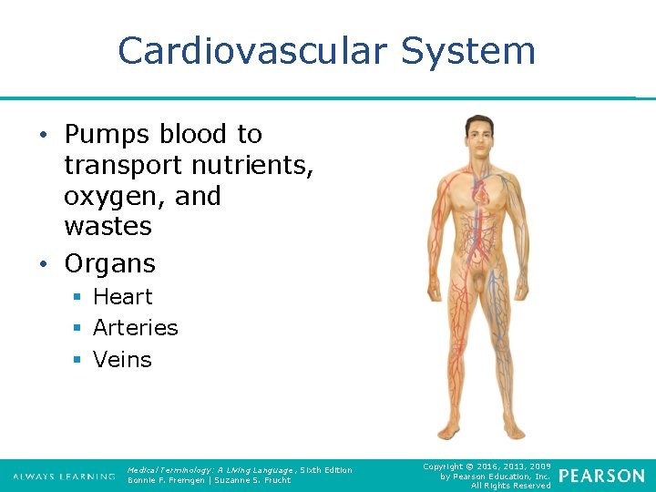 Cardiovascular System • Pumps blood to transport nutrients, oxygen, and wastes • Organs §