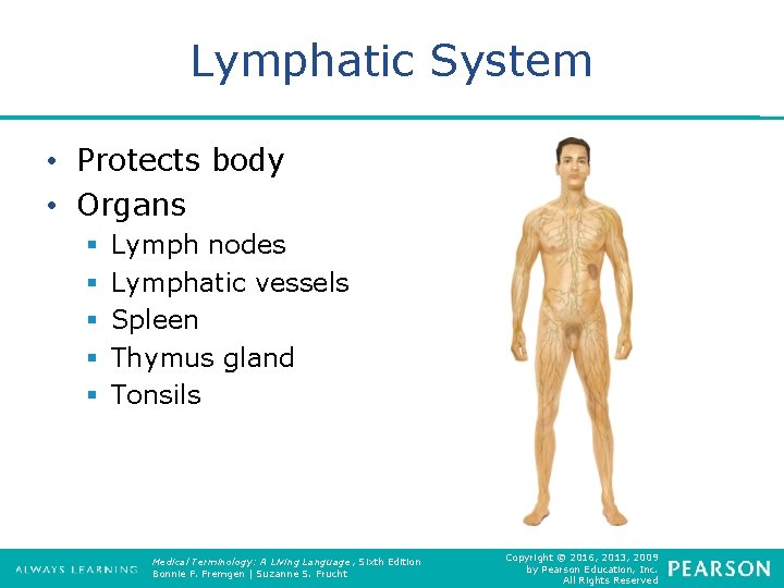 Lymphatic System • Protects body • Organs § § § Lymph nodes Lymphatic vessels