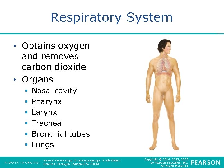 Respiratory System • Obtains oxygen and removes carbon dioxide • Organs § § §