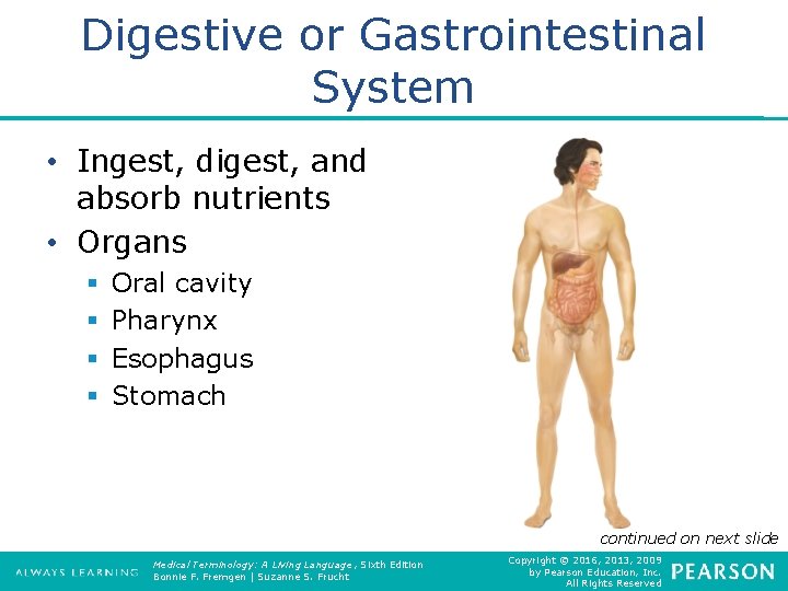 Digestive or Gastrointestinal System • Ingest, digest, and absorb nutrients • Organs § §