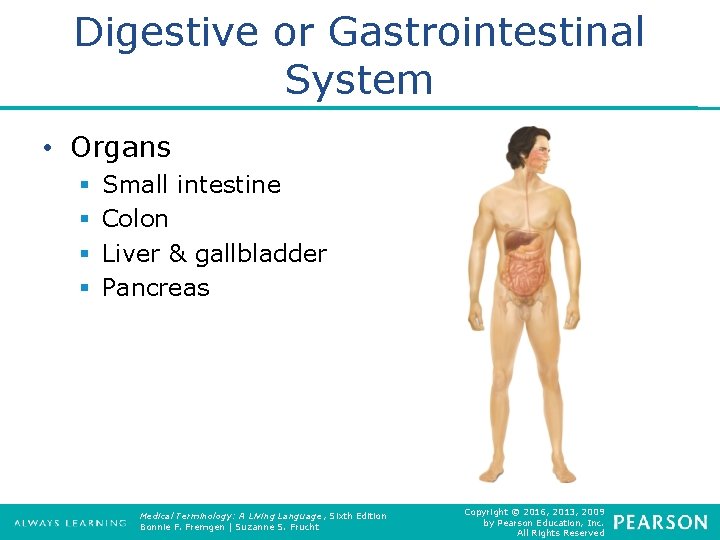 Digestive or Gastrointestinal System • Organs § § Small intestine Colon Liver & gallbladder