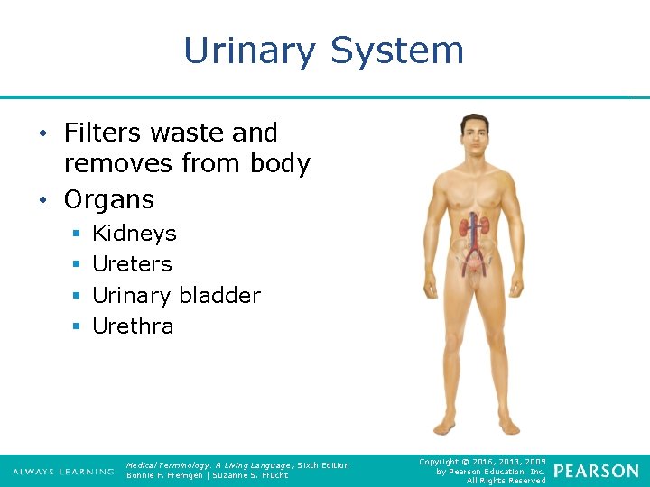 Urinary System • Filters waste and removes from body • Organs § § Kidneys