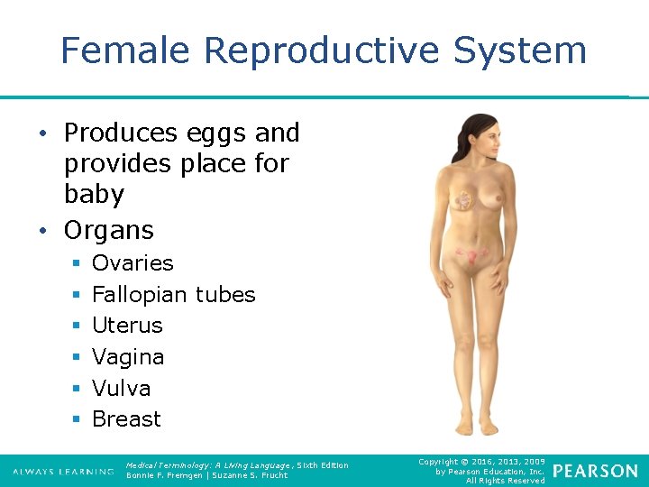 Female Reproductive System • Produces eggs and provides place for baby • Organs §