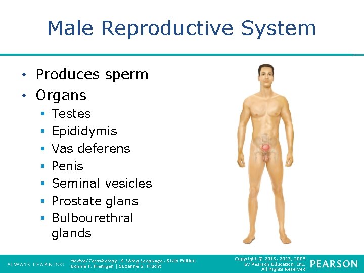 Male Reproductive System • Produces sperm • Organs § § § § Testes Epididymis