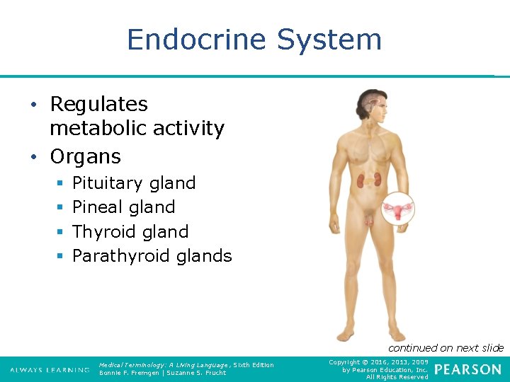 Endocrine System • Regulates metabolic activity • Organs § § Pituitary gland Pineal gland