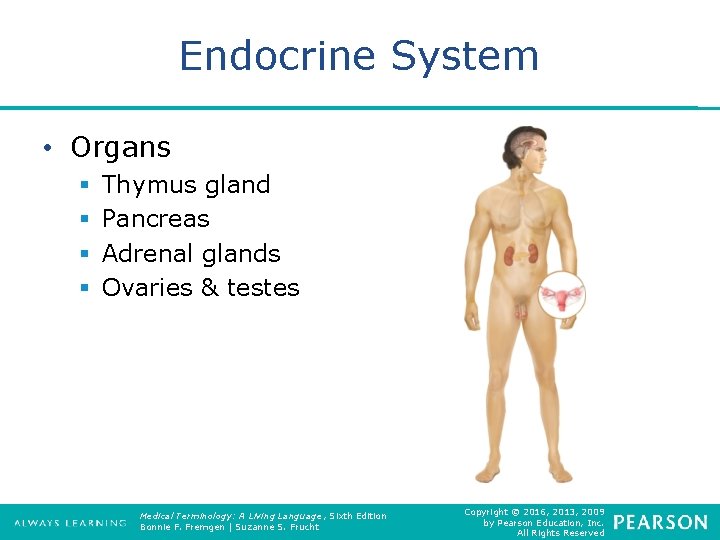Endocrine System • Organs § § Thymus gland Pancreas Adrenal glands Ovaries & testes