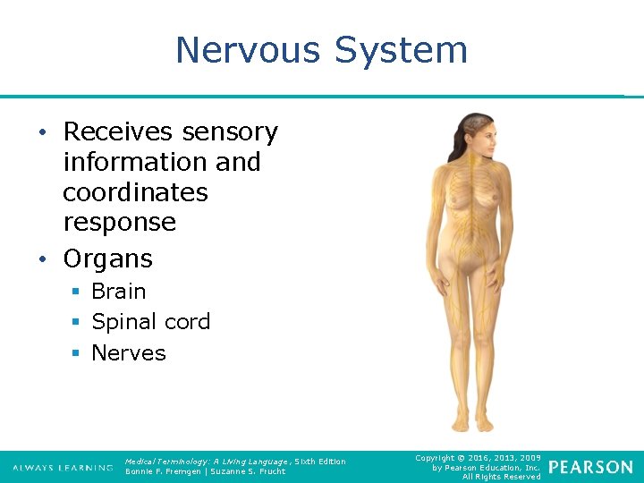 Nervous System • Receives sensory information and coordinates response • Organs § Brain §