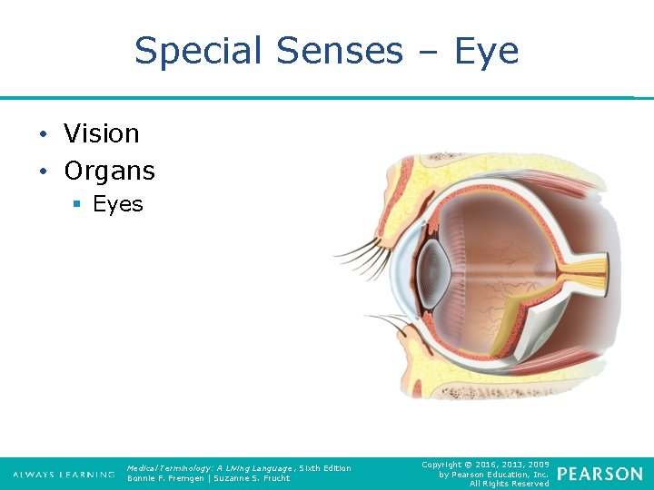 Special Senses – Eye • Vision • Organs § Eyes Medical Terminology: A Living
