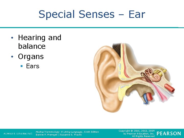 Special Senses – Ear • Hearing and balance • Organs § Ears Medical Terminology: