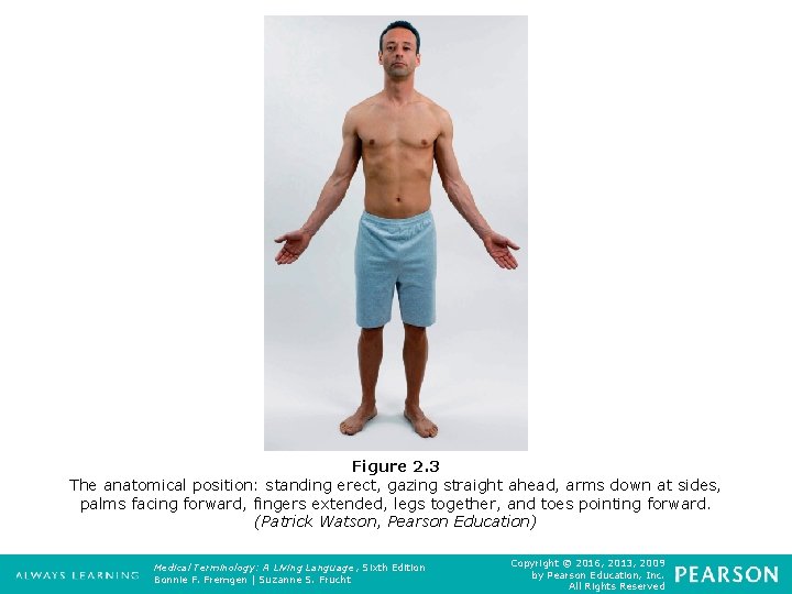 Figure 2. 3 The anatomical position: standing erect, gazing straight ahead, arms down at