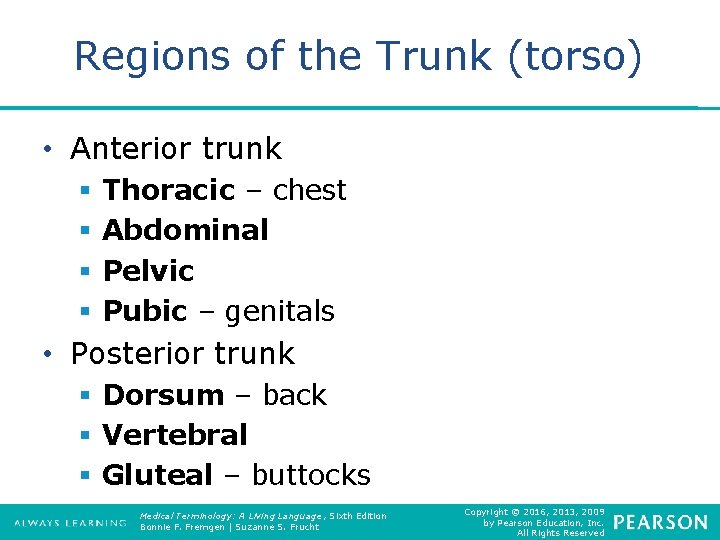 Regions of the Trunk (torso) • Anterior trunk § § Thoracic – chest Abdominal