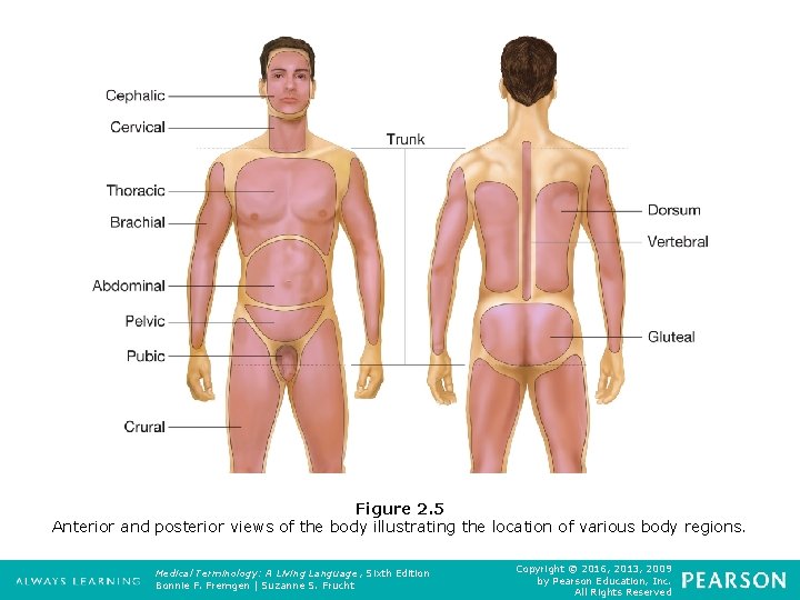 Figure 2. 5 Anterior and posterior views of the body illustrating the location of