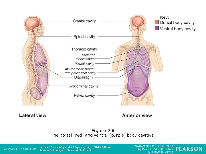 Figure 2. 6 The dorsal (red) and ventral (purple) body cavities. Medical Terminology: A