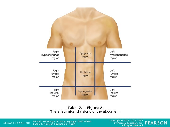 Table 2. 4, Figure A The anatomical divisions of the abdomen. Medical Terminology: A