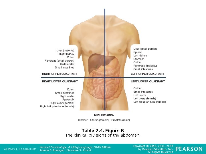 Table 2. 4, Figure B The clinical divisions of the abdomen. Medical Terminology: A