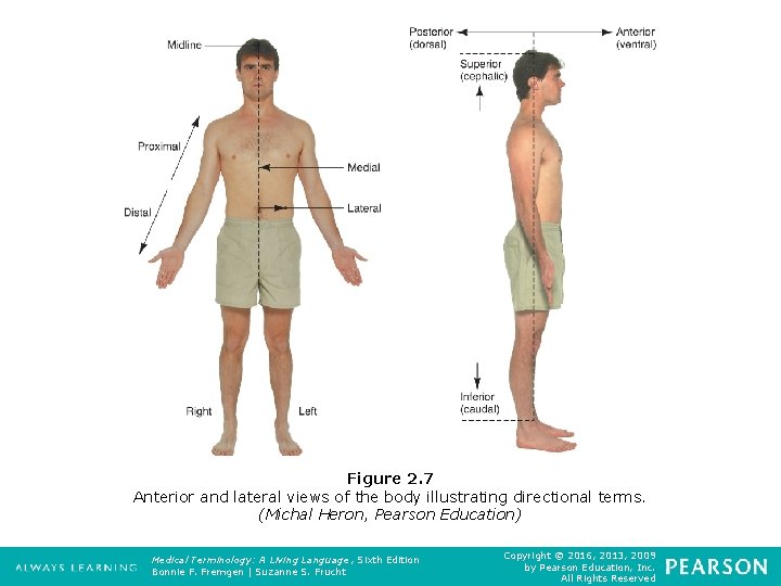 Figure 2. 7 Anterior and lateral views of the body illustrating directional terms. (Michal