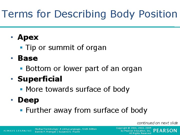 Terms for Describing Body Position • Apex § Tip or summit of organ •