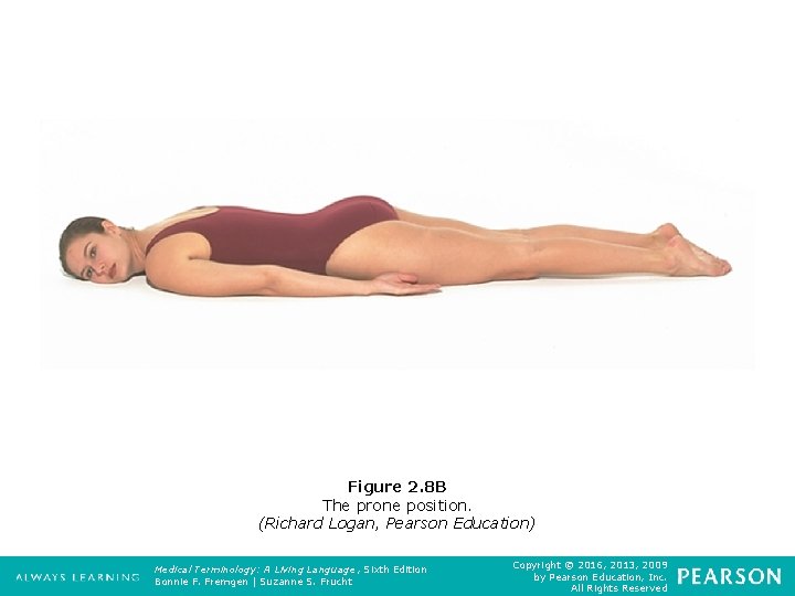 Figure 2. 8 B The prone position. (Richard Logan, Pearson Education) Medical Terminology: A