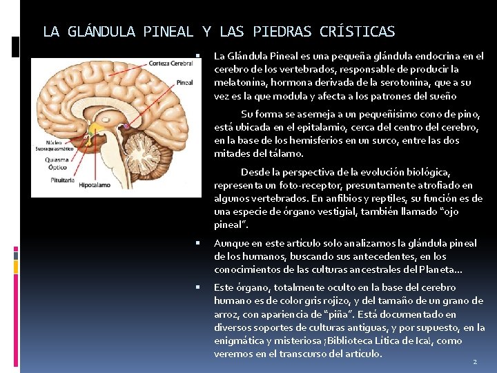 LA GLÁNDULA PINEAL Y LAS PIEDRAS CRÍSTICAS La Glándula Pineal es una pequeña glándula