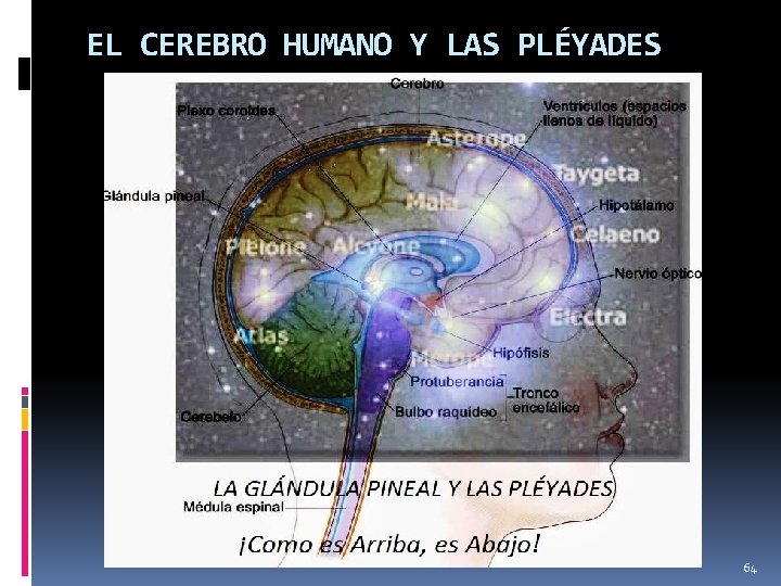 EL CEREBRO HUMANO Y LAS PLÉYADES 64 