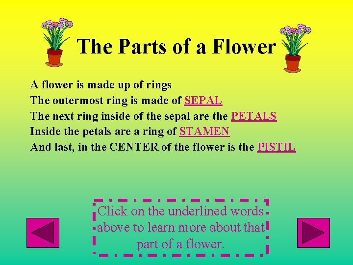 The Parts of a Flower A flower is made up of rings The outermost