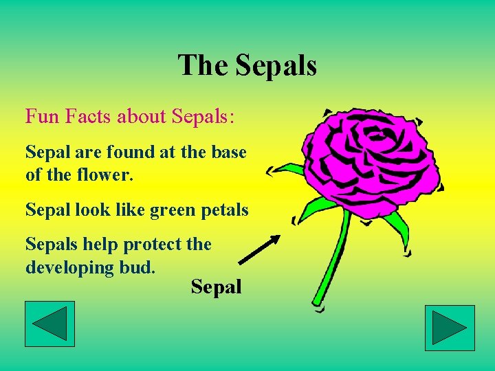 The Sepals Fun Facts about Sepals: Sepal are found at the base of the