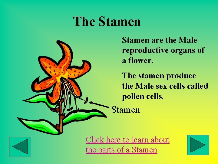 The Stamen are the Male reproductive organs of a flower. The stamen produce the