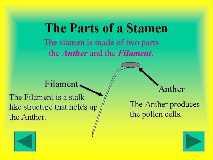 The Parts of a Stamen The stamen is made of two parts the Anther