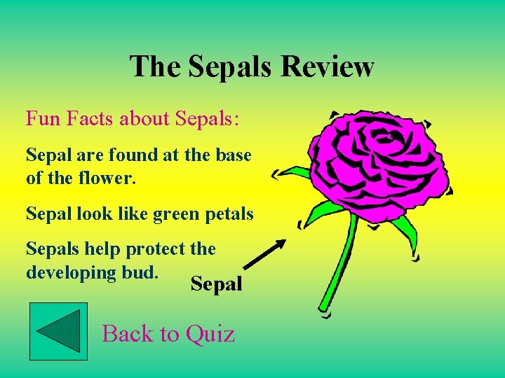 The Sepals Review Fun Facts about Sepals: Sepal are found at the base of