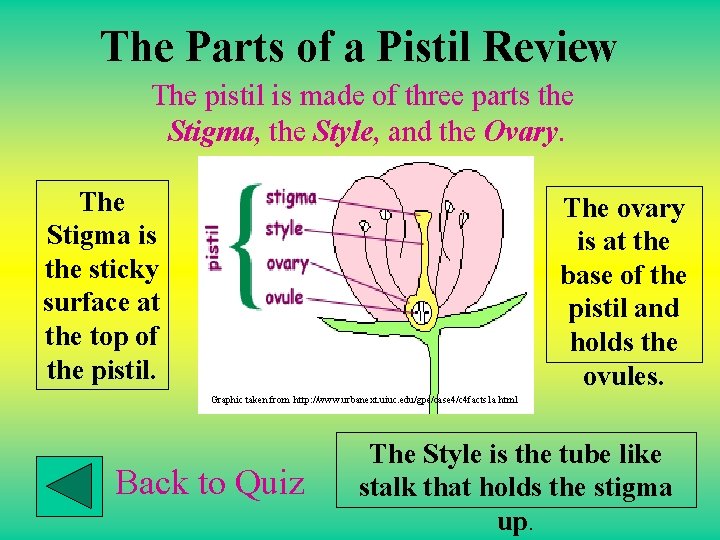 The Parts of a Pistil Review The pistil is made of three parts the