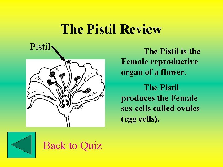 The Pistil Review Pistil The Pistil is the Female reproductive organ of a flower.