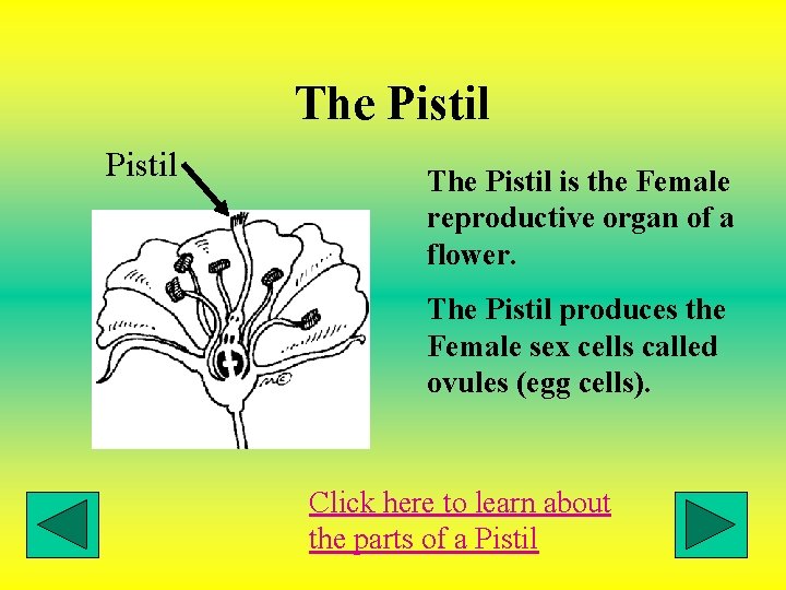 The Pistil is the Female reproductive organ of a flower. The Pistil produces the