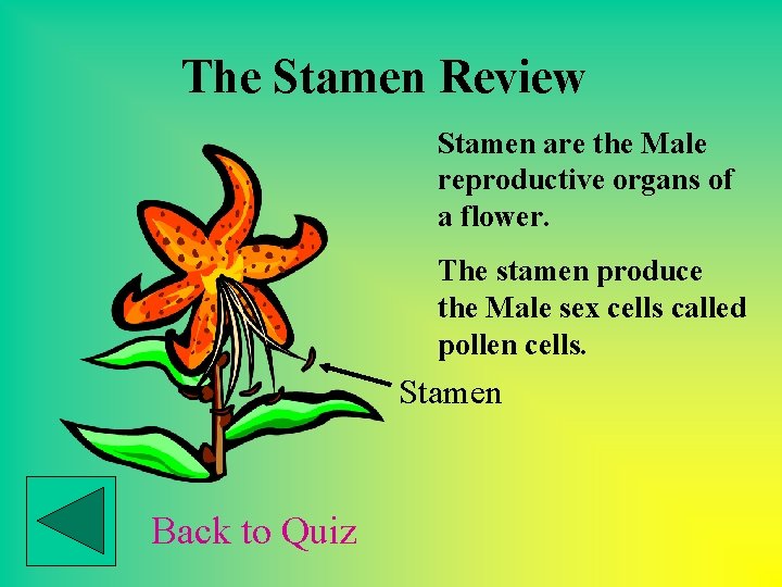 The Stamen Review Stamen are the Male reproductive organs of a flower. The stamen