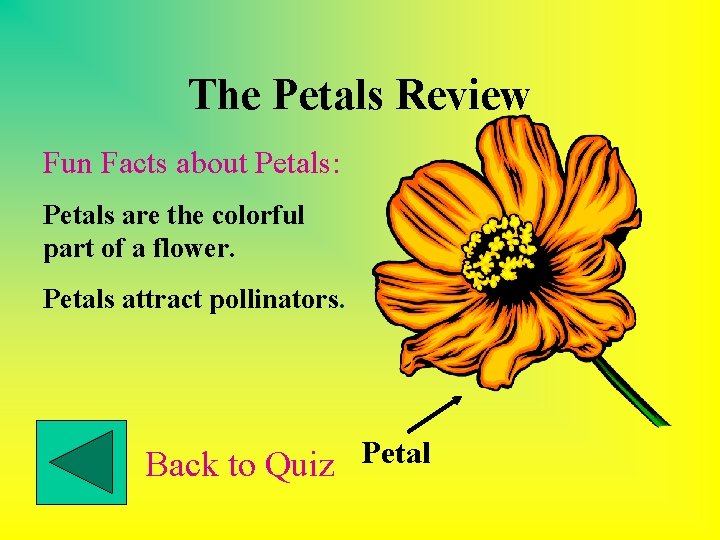 The Petals Review Fun Facts about Petals: Petals are the colorful part of a